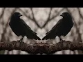 Download Lagu Ravens - A Tergo Lupi --- Tagelharpa \u0026 Ritual Drum - Dark Folk