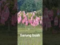 Lagu Buah lengkeng yg dibungkus dengan warna mencolok