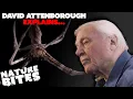 Lagu David Attenborough Explains: Spiders | David Attenborough's Micro Monsters | Nature Bites