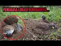 Lagu Ternyata Target Gagap K4lah Dengan Tekukur Suara Mersik Ini, Penguasa Kebun Durian...