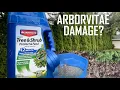 Arborvitae Damage DIY Tree and Shrub Care - Repair Damaged Arborvitaes Tree and Shrub Fertilizer