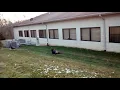Turkey near Delhi Charter Township