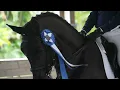 Dr Cesar Parra Dressage