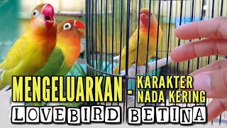 Download Tips dan perawatan membuat karakter dan nada kering Lovebird betina single MP3