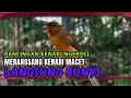 Download Lagu PANCINGAN KENARI GACOR  Cuit CUIT NGEROLL COCOK UNTUK PANCINGAN \u0026 MASTERAN Kenari PAUD AGAR BUNYI