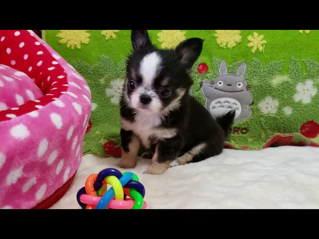 動画