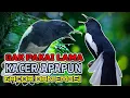 Download Lagu MASTERAN KACER UNTUK MERANGSANG EMOSI SUPAYA MAU KONSLET BUKA EKOR