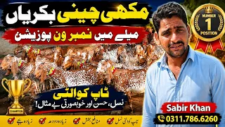 جمعرات، 3 ستمبر 2026 ہے 🔥🏆 Makkhi chini Bakri farming Goat Farm 