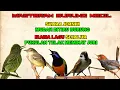Download Lagu Irama lagu sejalur disertai TEMBAKAN - PASTI MASUK (Masteran Suara Burung Kecil)