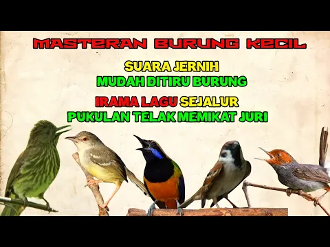 Download MP3 Irama lagu sejalur disertai TEMBAKAN - PASTI MASUK (Masteran Suara Burung Kecil)