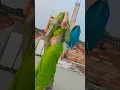 Download Lagu Bele ke padi roti #dance #bhojpuri #trendingshorts #viralvideo