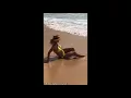 Britney Spears shares bikini beach photos from Hawaiian vacation