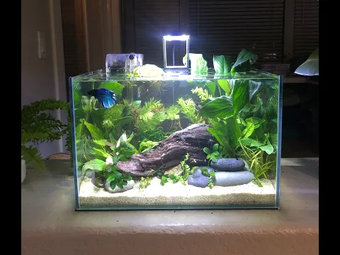 How Many Fish Can Be In A 5-Gallon Tank? Best Fish & Stocking Ideas