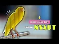 Download Lagu Kenari PAUD❗ Pancingan KENARI PAUD Belajar Bunyi Cocok Untuk Kenari Belajar Bunyi Ngeriwik | 591