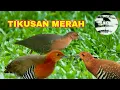 Download Lagu Suara pikat Tikusan merah / Sintar api TOP Suara jernih
