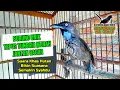 Download Lagu BURUNG UNIK !!! Tepus Tunggir Merah Gacor Yang Cocok Untuk Dipelihara Para Kicau Mania