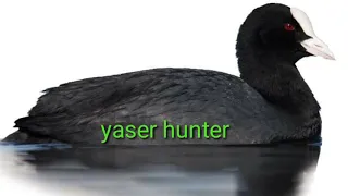 صوت دجاج الماء وربي يرزقكم 