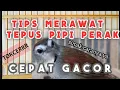 CARA MERAWAT BURUNG TEPUS PIPI PERAK AGAR CEPAT GACOR