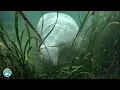 3 4 L9 Algae affects on Manatees