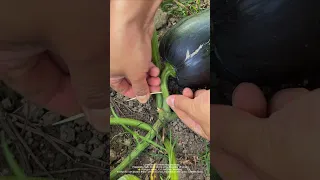 What On Earth Is The Farmer Doing By Sticking A Toothpick Into The Melon 