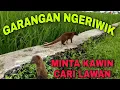 Download Lagu GARANGAN NGERIWIK CARI LAWAN || SUARA PIKAT DAN PANCINGAN GARANGAN LIAR BAKAL DATANG - Masteng nex