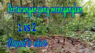 Download Pikat murai batu Borneo di hutan MP3