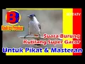 Download Lagu Audio Burung Kutilang Untuk Masteran Dan Pikat 1 Jam Jernih | SEPTATV
