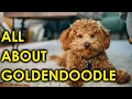 Goldendoodle Dog Breed Guide Puppies to Dogs