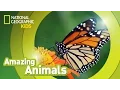 Monarch Butterfly Amazing Animals
