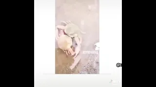 اوعي تبعد وتنساني كابوريا 