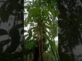 Download Lagu Mencari getah katilayu ....di pinggiran kali.