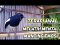 Download Lagu terapi awal untuk melatih mental kacer, supaya emosi dan fighter
