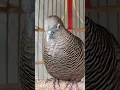 Download Lagu Burung tekukur lokal punya suara topcer yang jernih untuk umpan yang langsung bereaksi #shorts