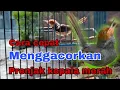 Download Lagu Cara menggacorkan burung prenjak kepala merah ,, terbukti mantap.