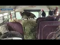 Woman pleads guilty after dozens of animals found living in broken-down school bus in Adams Count