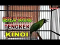 Lagu MASTERAN CUCAK IJO ISIAN GEREJA TARUNG SAMBUNG TENGKEK