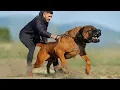 Tosa Inu is a Legal Fighting Dog