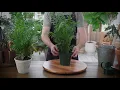 How to Grow and Care for Parlor Palm
