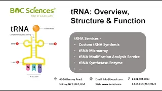 Transfer RNA tRNA - tRNA Overview Structure Function