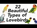 Download Lagu Types of Love birds | lovebirds mutation | love birds