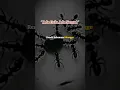 Download Lagu Ada gula ada semut🐜sound viral@EmRuudstory #storywa #animals #motivation #katakatabijak #shorts