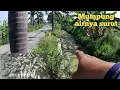 Download Lagu MANTAP !!! CARI IKAN DI SUNGAI PINGGIR JALAN YANG SURUT DAPAT BANYAK IKAN NILA