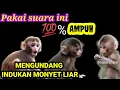 Download Lagu REAKSI MONYET LIAR/suara pikat ampuh anak monyet memanggil temannya #suaraanakmonyet #monkeysound