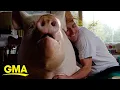 Man thought he was adopting micro-pig but now has 600 pound pig in his house l GMA