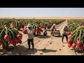 Lagu Shock: How They Managed to Grow Dragon Fruit in the Desert – the Results Are Even More Amazing