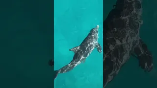 Dolphins in our front yard! #dolphins #ocean #sailing #sailingfamily