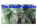 The Sabal Palmetto