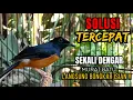 Lagu PANCINGAN MURAI BATU FIGHTER ISIAN - KETREKAN KASAR PEMICU EMOSI !! LANGSUNG NYAUT 🔥