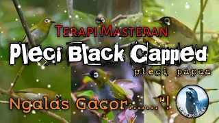 Download Terapi Masteran Pleci Black Capped/Pleci Papua@siritbincuing5067 MP3