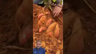 البطاطا الحلوة Nature Plant زراعة نباتات داخلية 